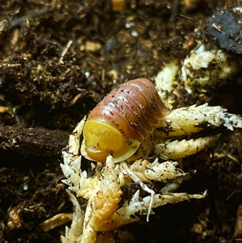 Cubaris sp. 'Blonde Rubber Ducky' Isopods