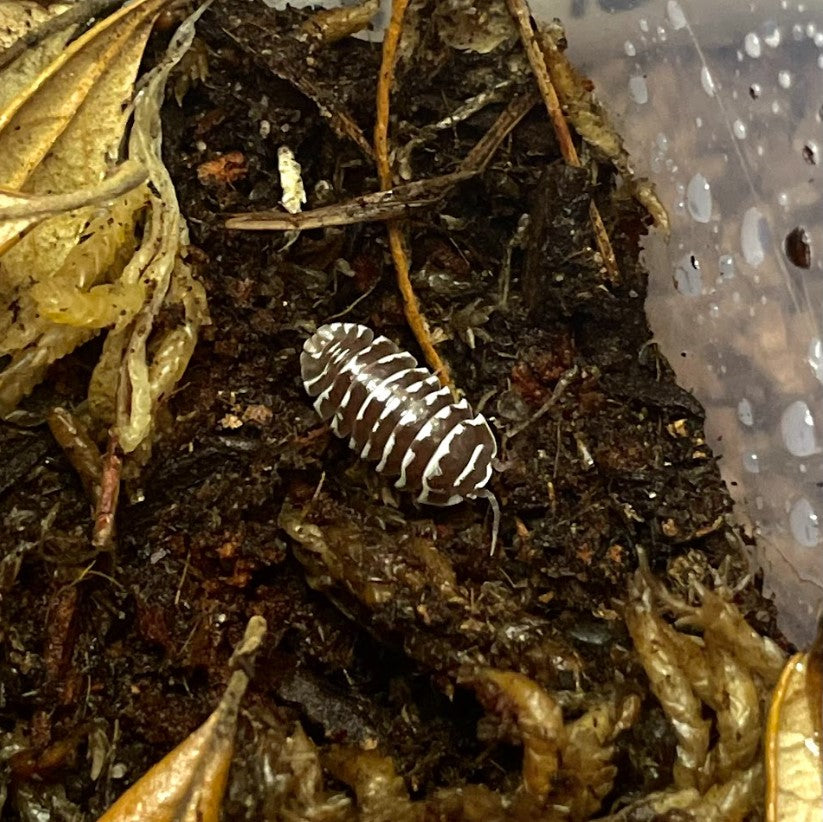Armadillidium maculatum 'Brown Zebra' Isopods