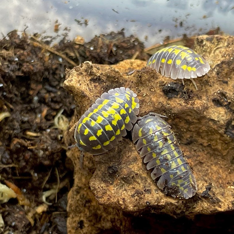 Armadillidium gestroi 'Gestroi' Isopods