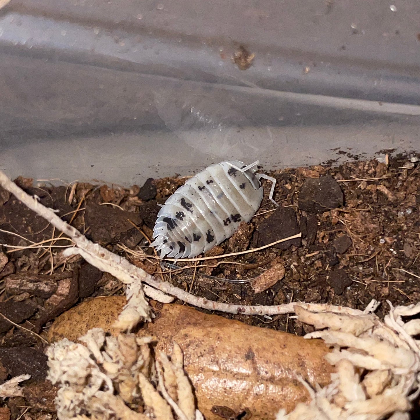 Dairy Cow Isopods