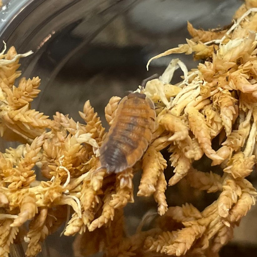 Porcellio scaber 'Lava' Isopod