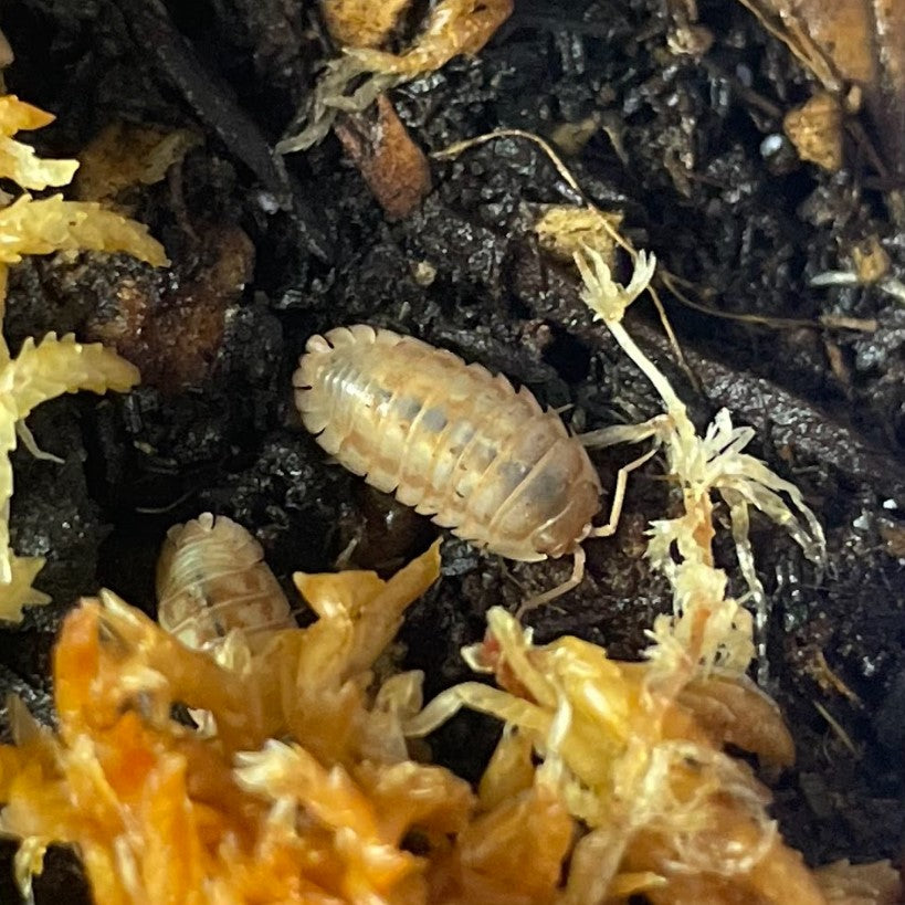Armadillidium nasatum 'Peach' Isopods
