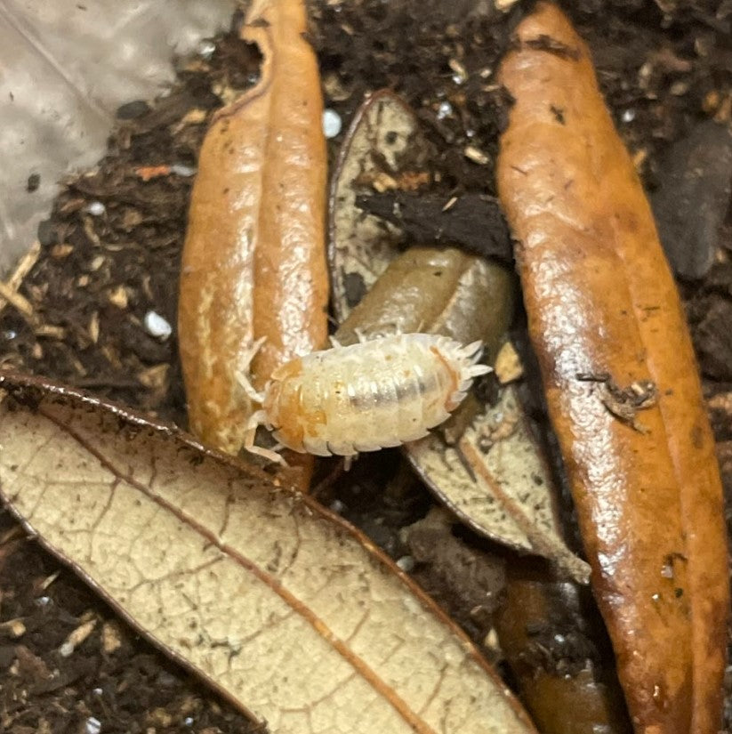 Porcellio scaber 'Orange Dalmatian' Isopod