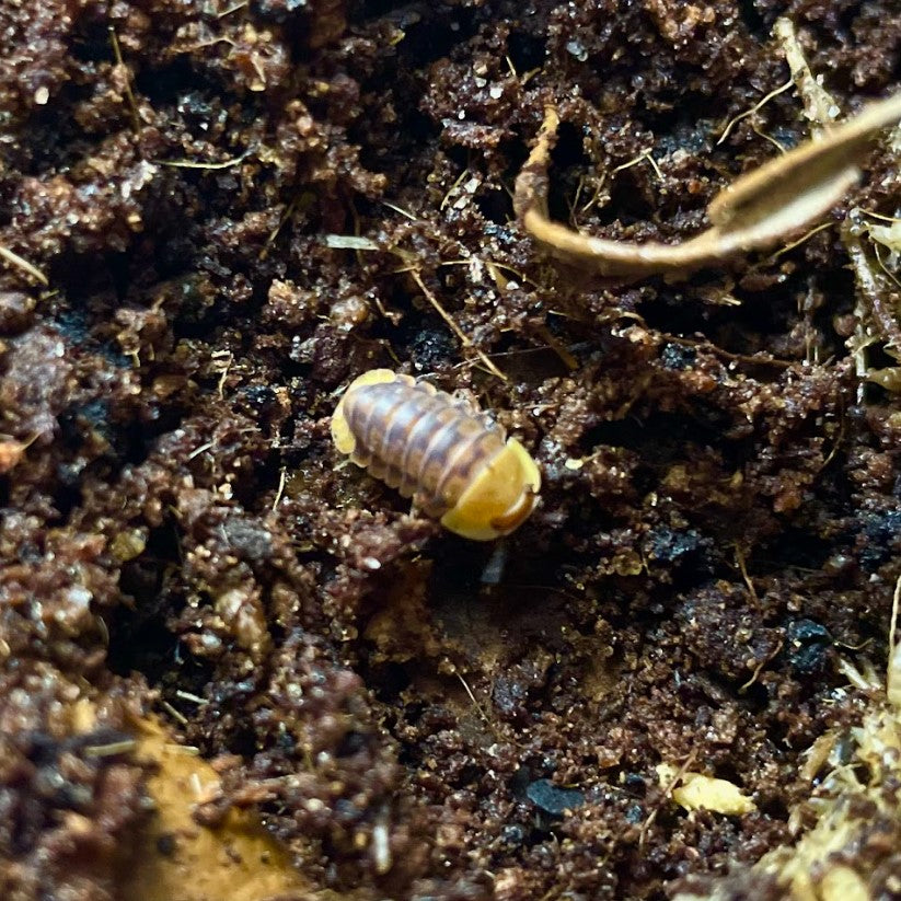 Cubaris sp. 'Rubber Ducky' Isopods