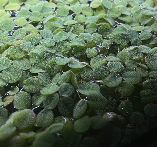 Salvinia