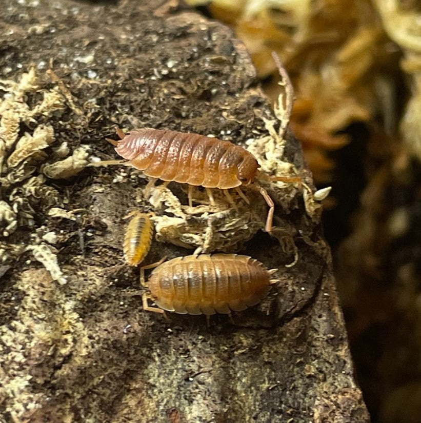 Porcellio scaber 'Spanish Orange' Isopods