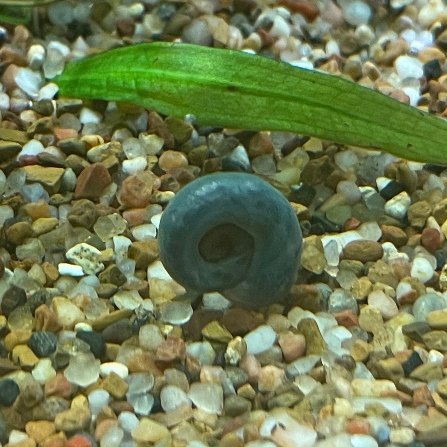 Blue Leopard Ramshorn Snails