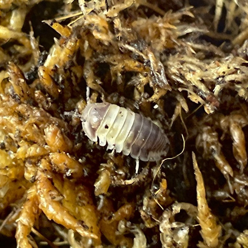 Cubaris sp. 'Panda King' Isopods